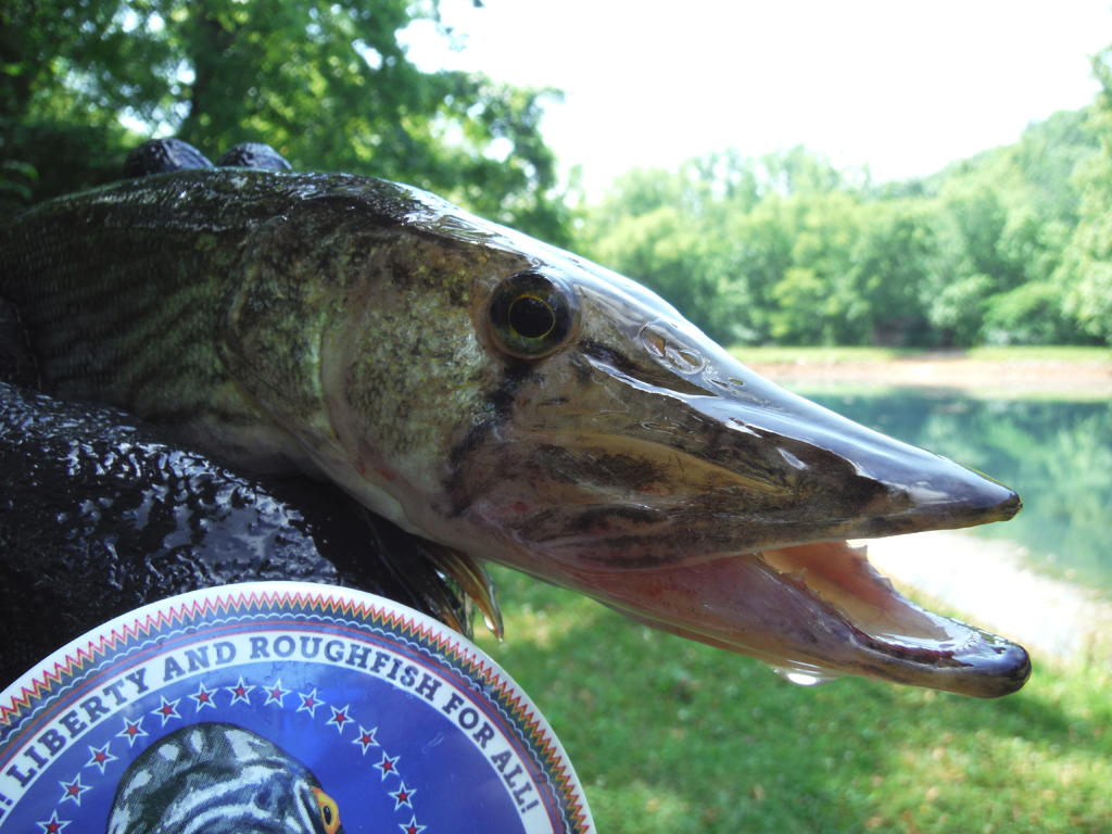 Pickerel, Chain